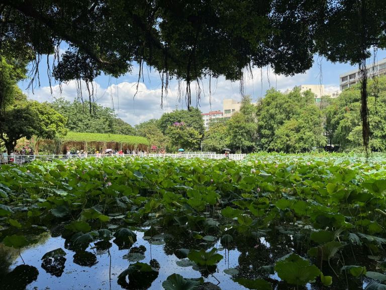 流花湖公园景点图片 6