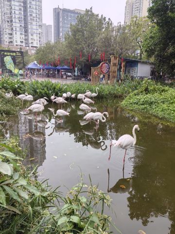 广州动物园景点图片 31
