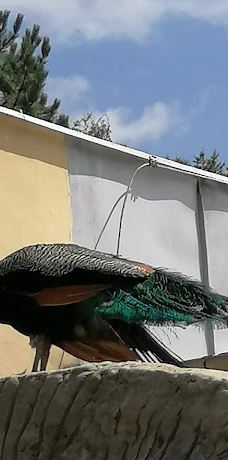 Zoo Kosice-科希策1区