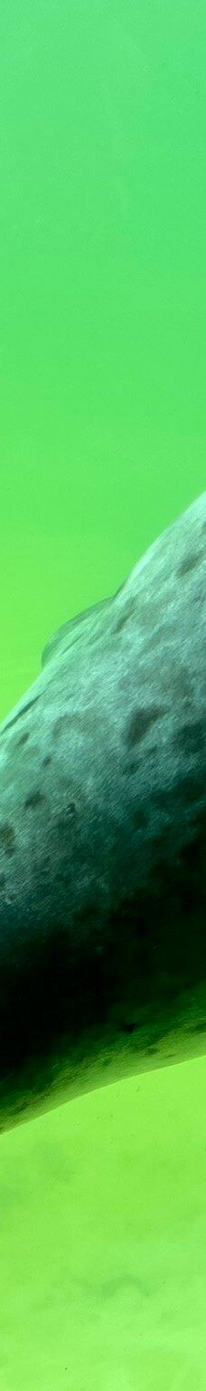 Seehundstation und Waloseum-诺德代希