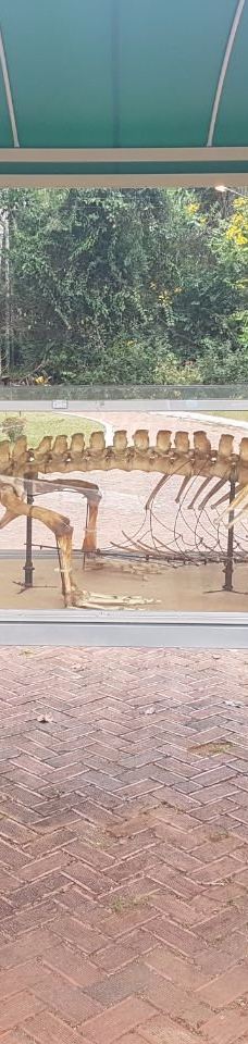 Parque Ambiental Chico Mendes-里奥布朗库