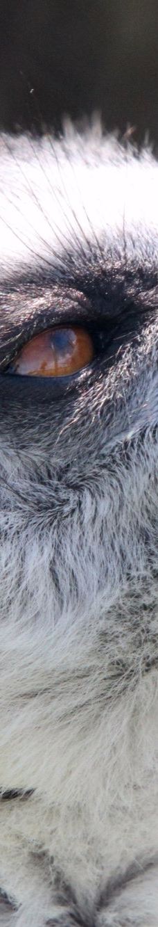 Öland Zoo and Amusement Park-默尔比隆阿