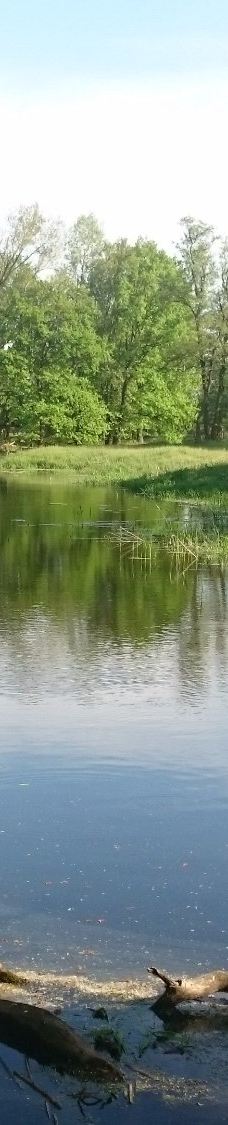 Rogalin Landscape Park-伯灵顿