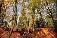 Greyfield Wood景点图片