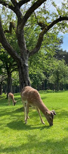 Südliche weinstraße wildlife park-南魏恩斯特拉瑟县