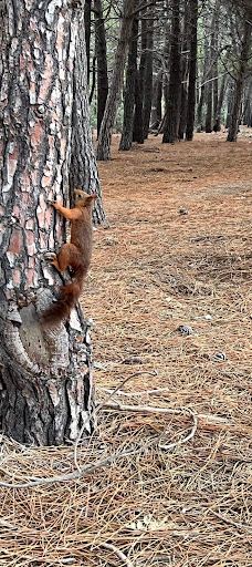 The pine forest of Le Barcarès-勒巴尔卡雷