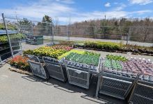 Superstore Garden Centre购物图片