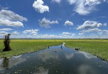 Agusan Marsh Wild life Sanctuary景点图片