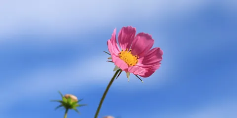 辻のヒガンバナ羣生地