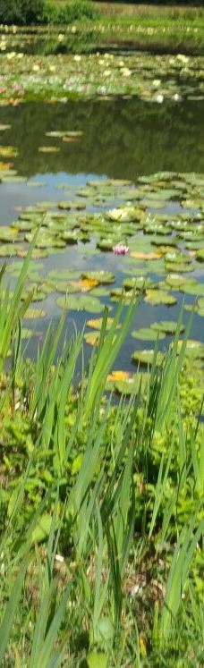 Parc des Gayeulles-雷恩