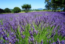 Alphra Lavenders景点图片