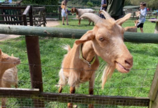 Totnes Rare Breeds Farm景点图片