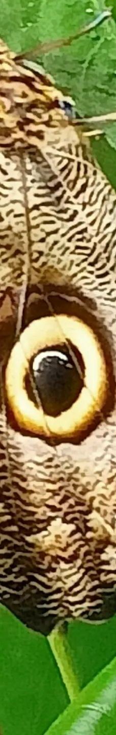 Casa delle Farfalle-米兰马瑞提那