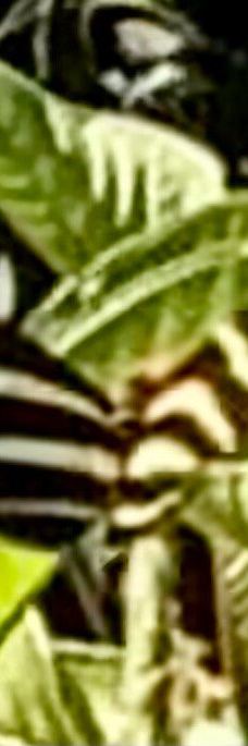 Finca Cantaros-圣维托