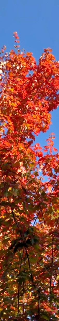 Alter Botanischer Garten-基尔