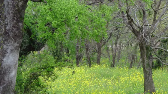 Nyuta Yanagi Forest
