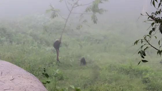 Anamalai Tiger Reserve
