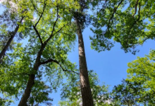 Guignard Park景点图片