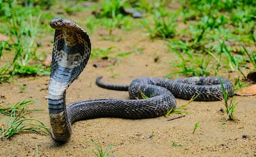 Snake Farm