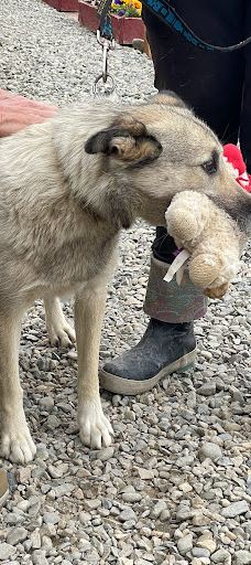 Husky Homestead-麦金利帕克