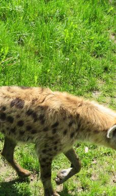 Chemnitz Zoo-开姆尼茨