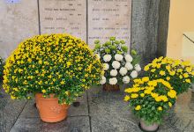 Perini Pietro Floricoltura购物图片