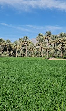 Old Al Hamra village-哈姆拉