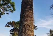 Chapeco National Forest景点图片