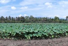 Lotus Field景点图片