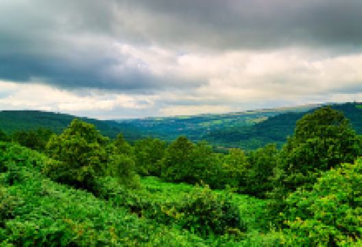 Wharncliffe Heath Local Nature Reserve景点图片
