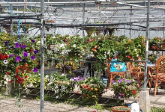 Woodland Nurseries购物图片