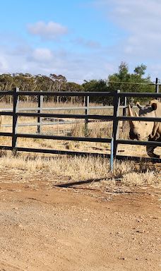 Giraffe Lookout-默里布里奇