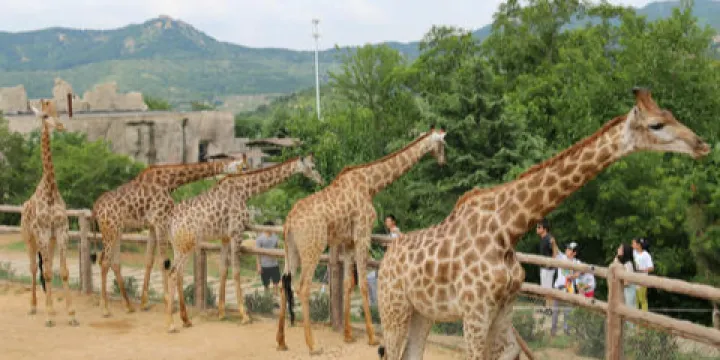 日照歡樂動物園