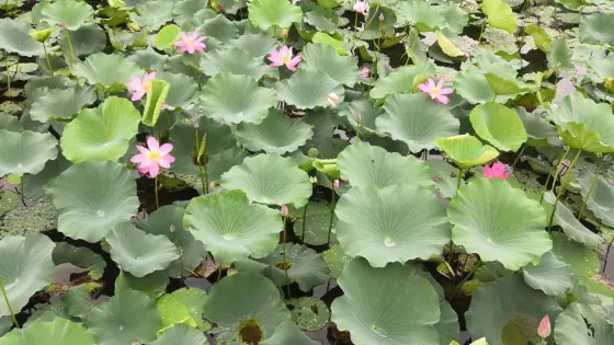 歷山公園