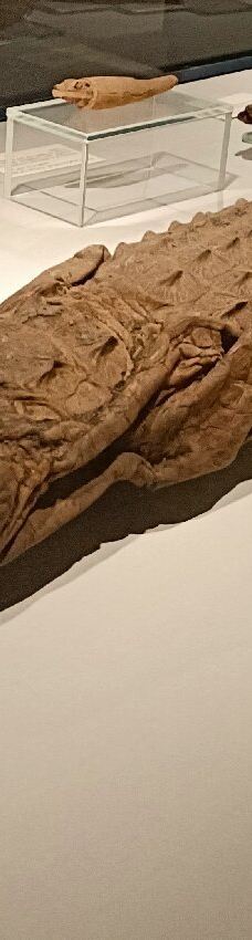 木乃伊博物馆-卢克索