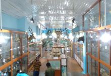 Natural History Museum景点图片