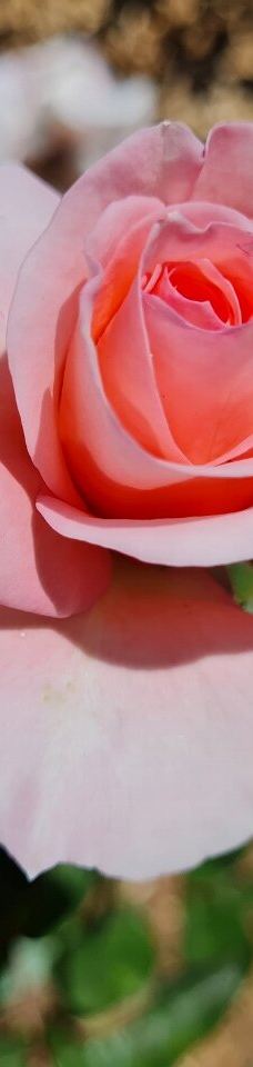 卧龙岗植物园-Keiraville