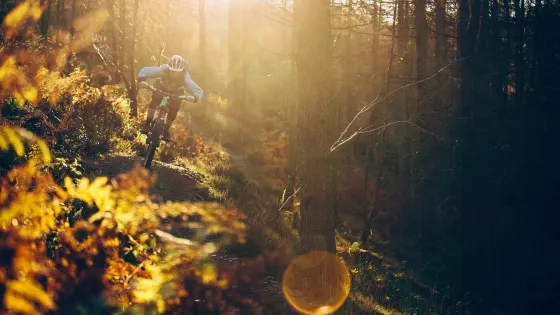 Coed Llandegla Forest
