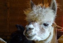 Gibraltar Bay Alpaca Farm景点图片
