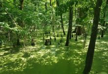 Greenville Cypress Preserve景点图片
