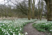 Lings Wood Nature Reserve景点图片