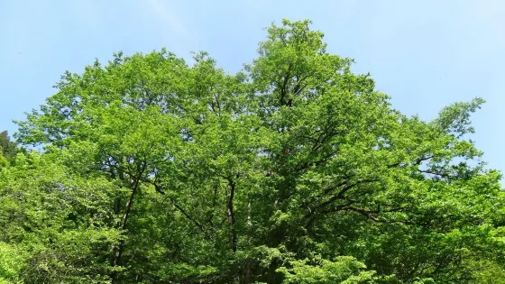 海沢四滝