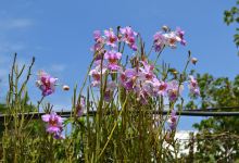 Le Jardin d'Orchidees景点图片