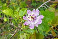 Loxahatchee Slough Natural Area景点图片