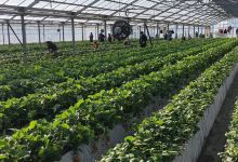 Kawatsura Strawberry Farm景点图片