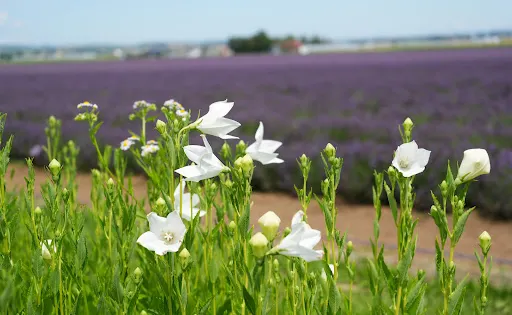 Farm Tomita Lavender East
