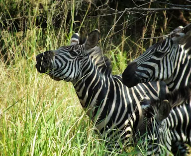 Kawira Safaris Ltd