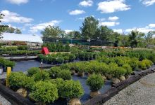 Meadows Farms Nurseries and Landscape购物图片