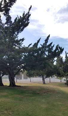 林科纳达公园-帕罗奥图