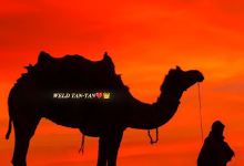 Camels景点图片